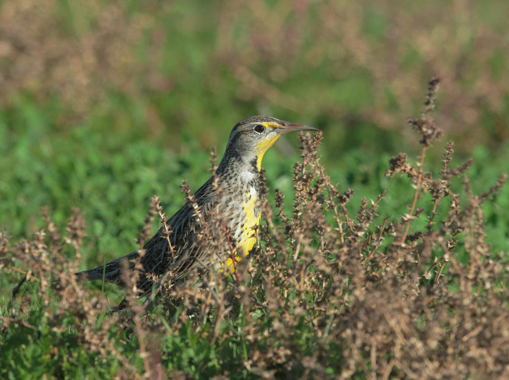 Western Meadowlark