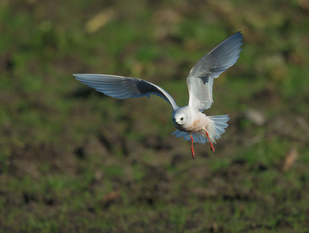 Rosss Gull, flying