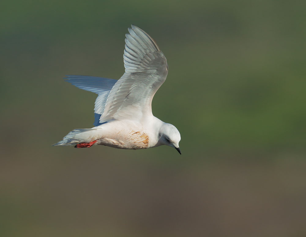 Rosss Gull, flying