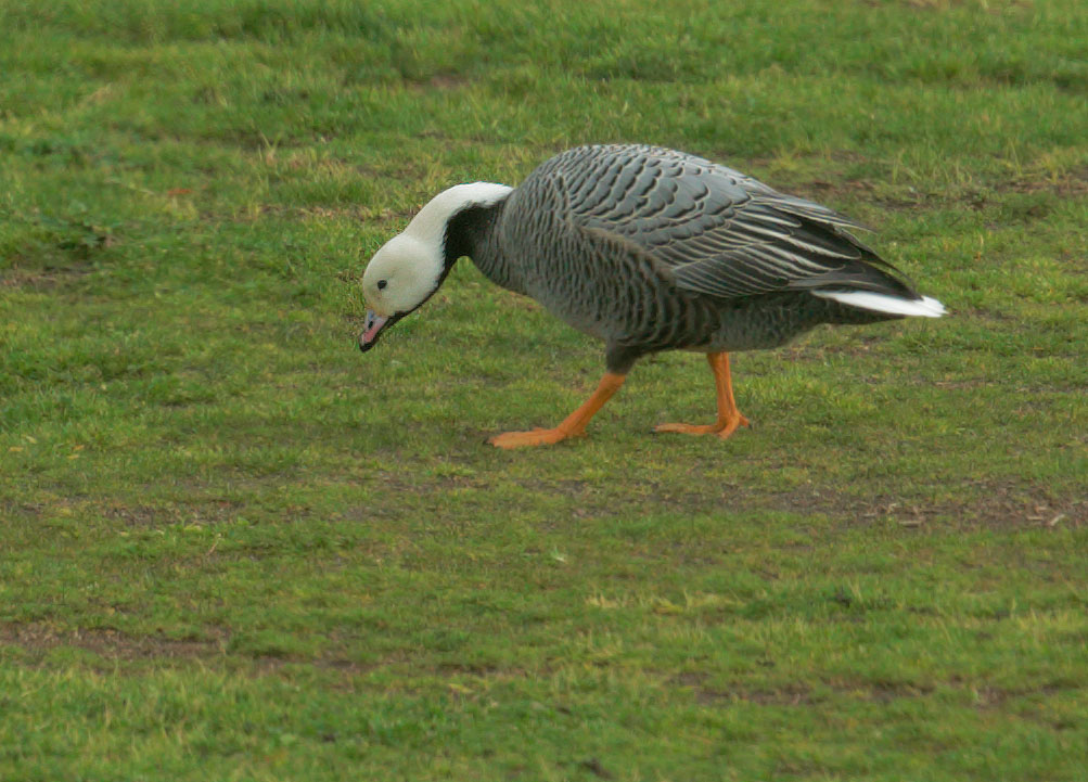 Emperor Goose