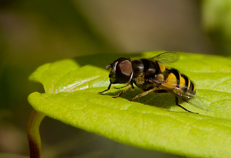 Eristalis transversa - Transverse Flower Fly