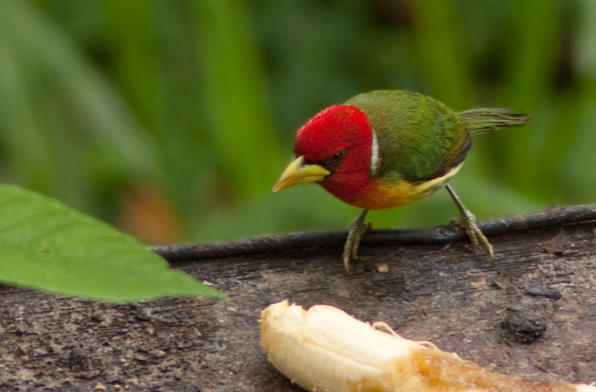 Cabzon  tte rouge - Eubucco bourcierii - Red-headed Barbet