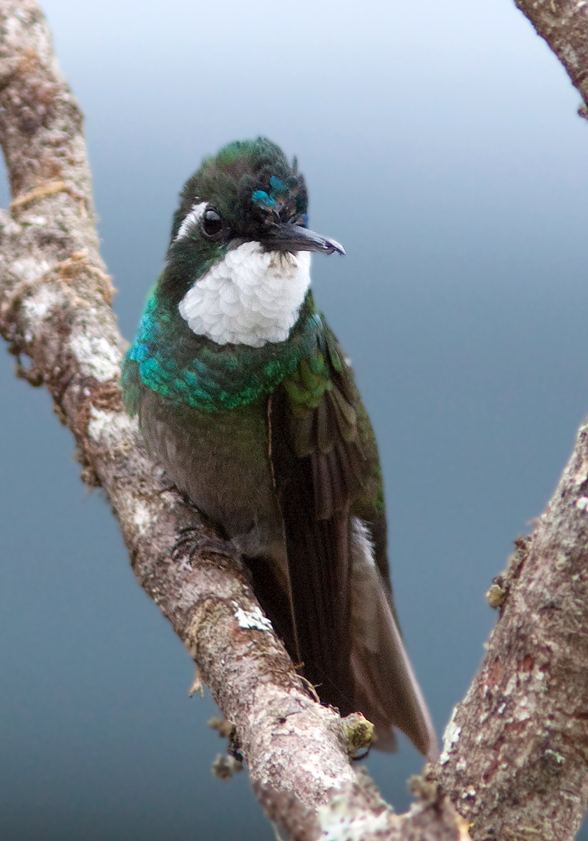 Colibri  ventre chtain - Lampornis castaneoventris - White-throated Mountain-gem