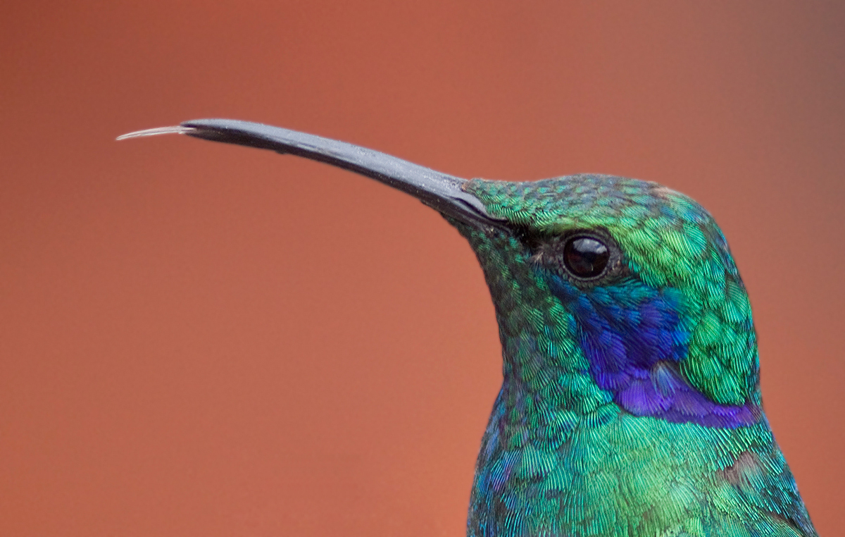 Colibri thalassin - Colibri thalassinus - Green Violet-ear