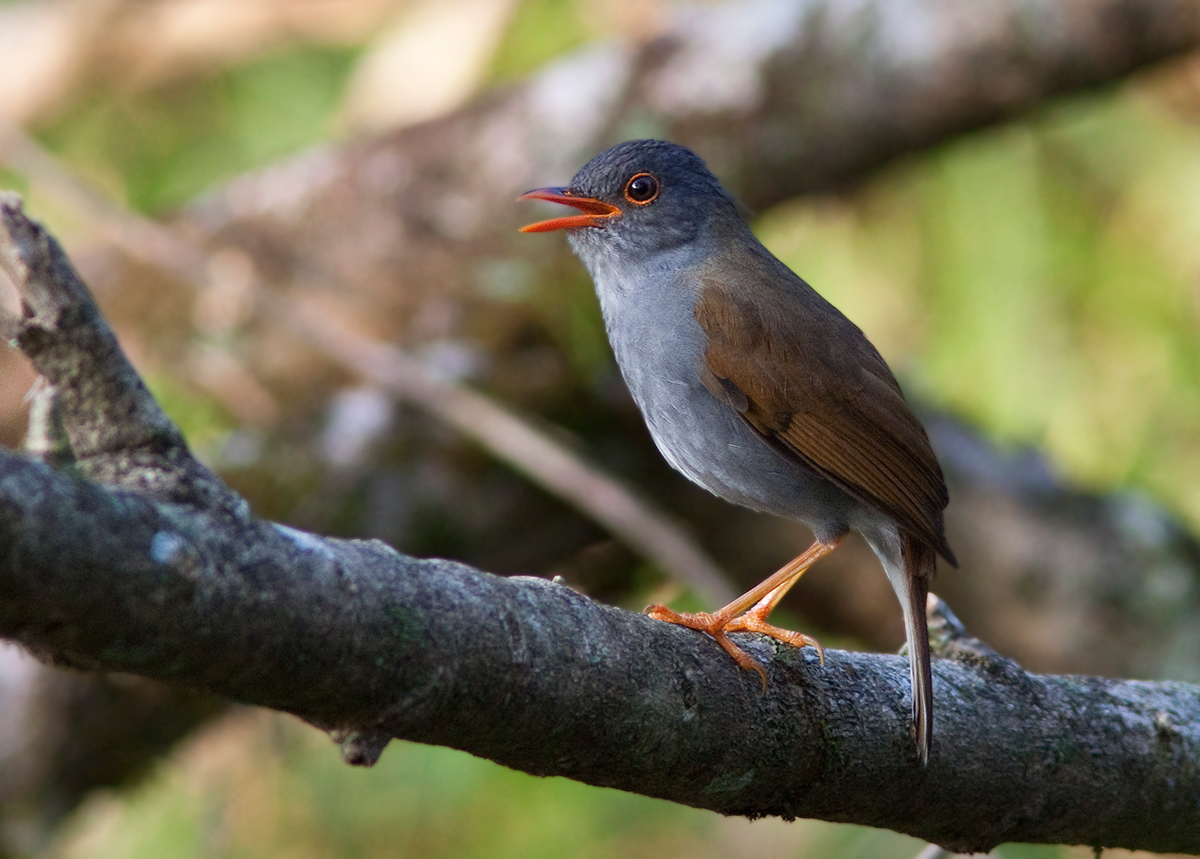 Grive  bec orange - Catharus aurantiirostris - Orange-billed Nightingale-Thrush