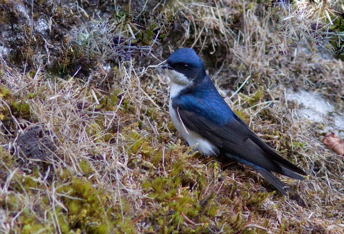Hirondelle bleu et blanc - Notiochelidon cyanoleuca - Blue-and-white Swallow
