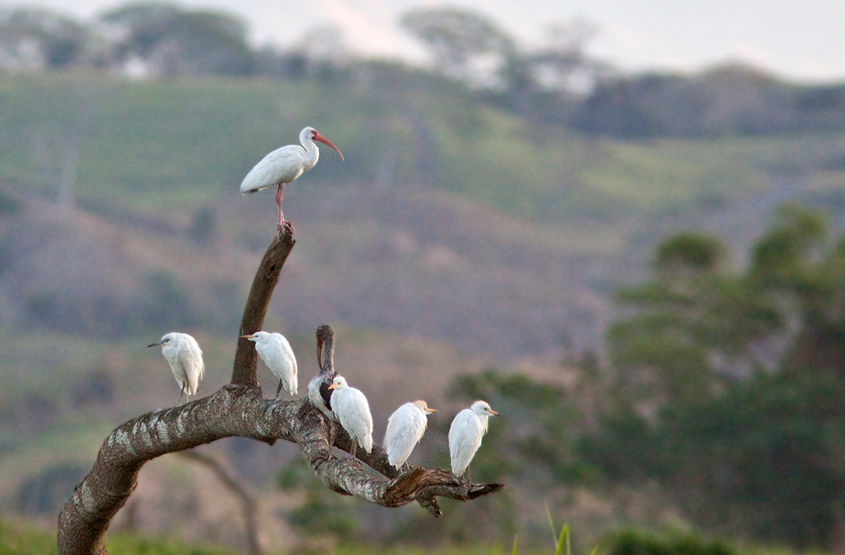 Hron garde-boeufs - Bubulcus ibis - Cattle Egret  et/and  Ibis blanc - Eudocimus albus - White Ibis