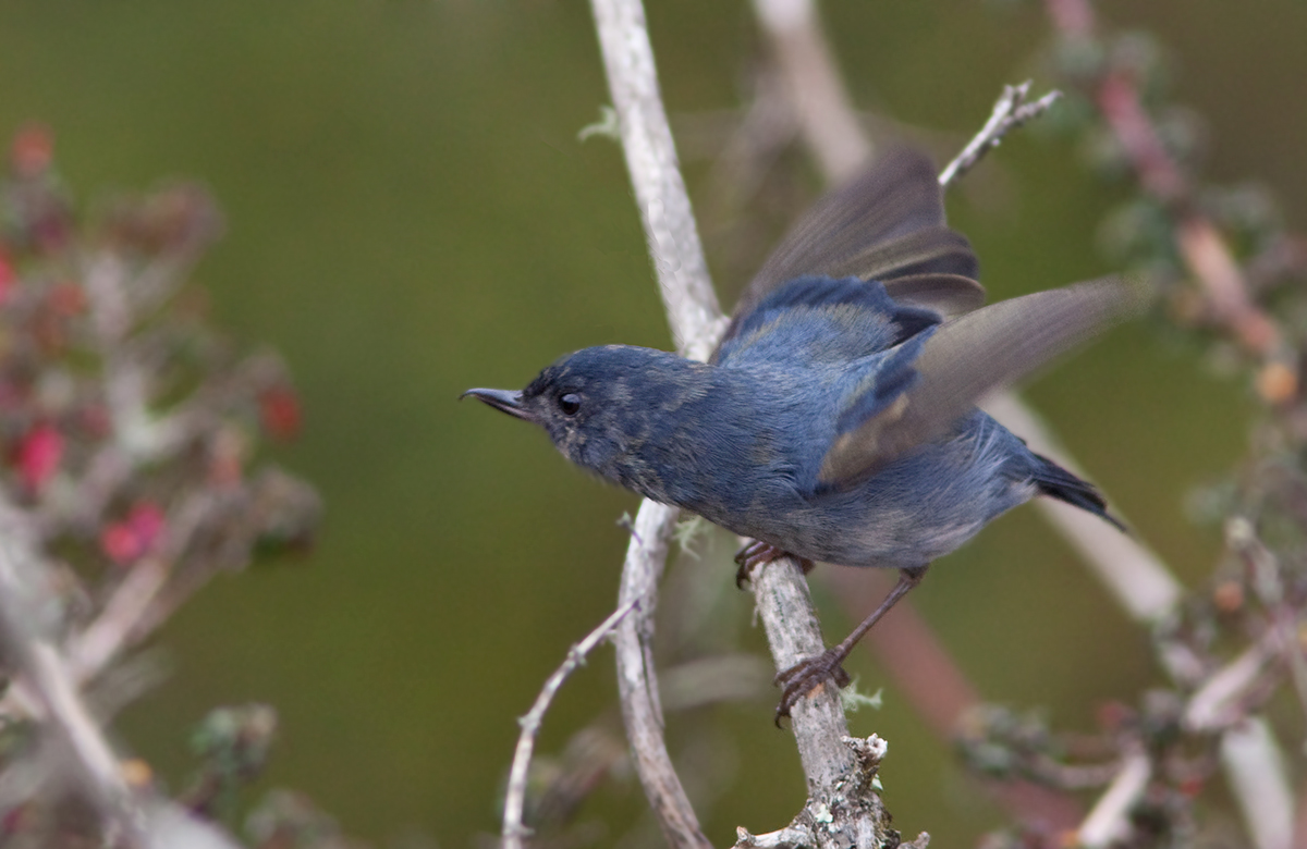 Percefleur ardois - Diglossa plumbea - Slaty Flower-piercer