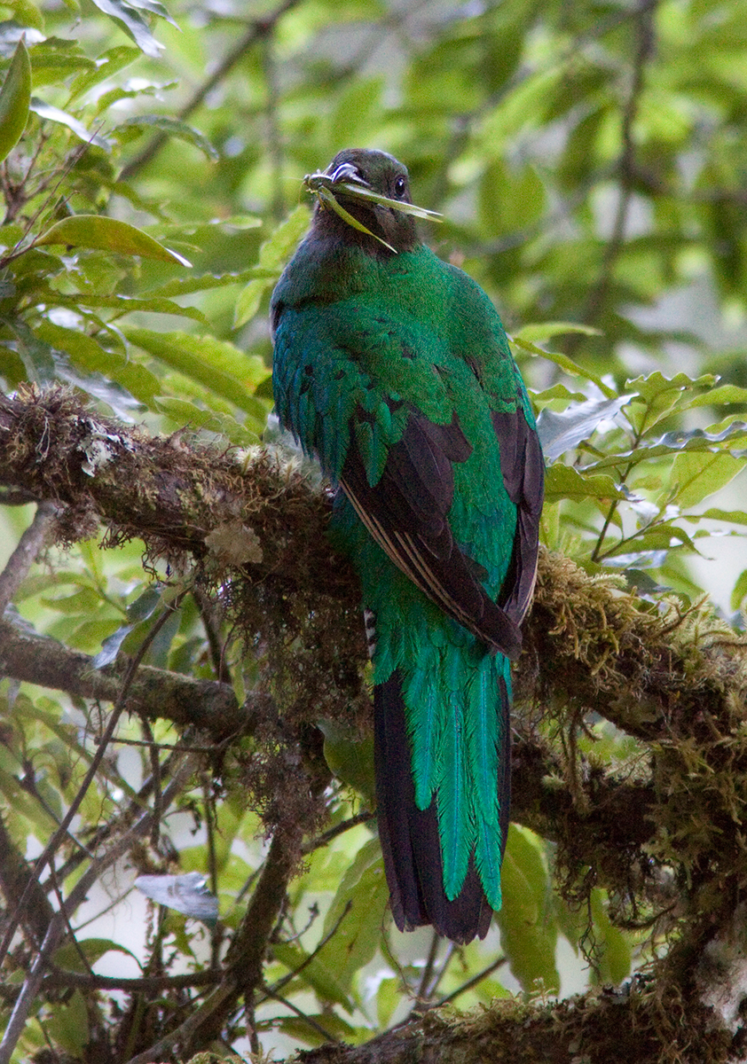 Quetzal resplendissant - Pharomachrus mocinno - Resplendent Quetzal
