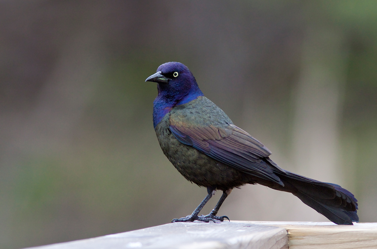 Quiscale bronz / Quiscalus quiscula / Common Grackle