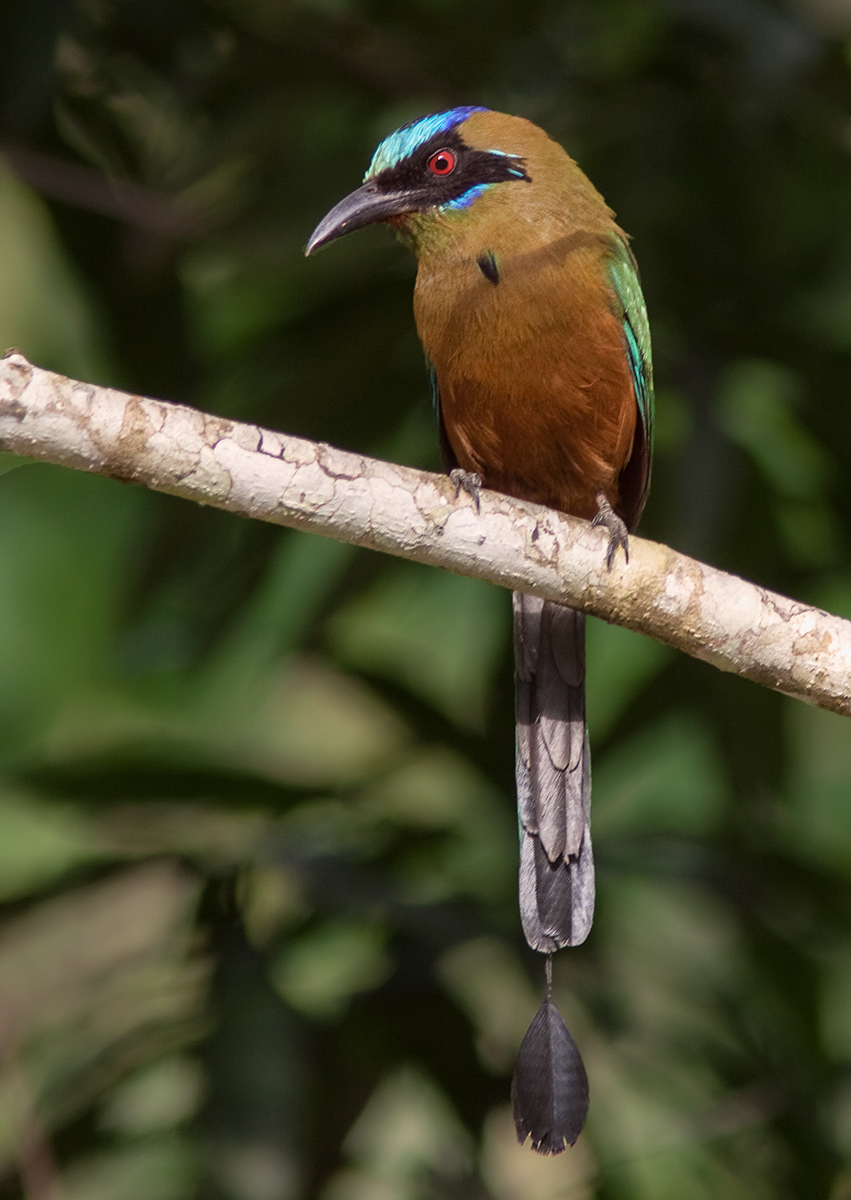 Motmot carabe - Momotus (momota) coeruliceps - Whooping Motmot