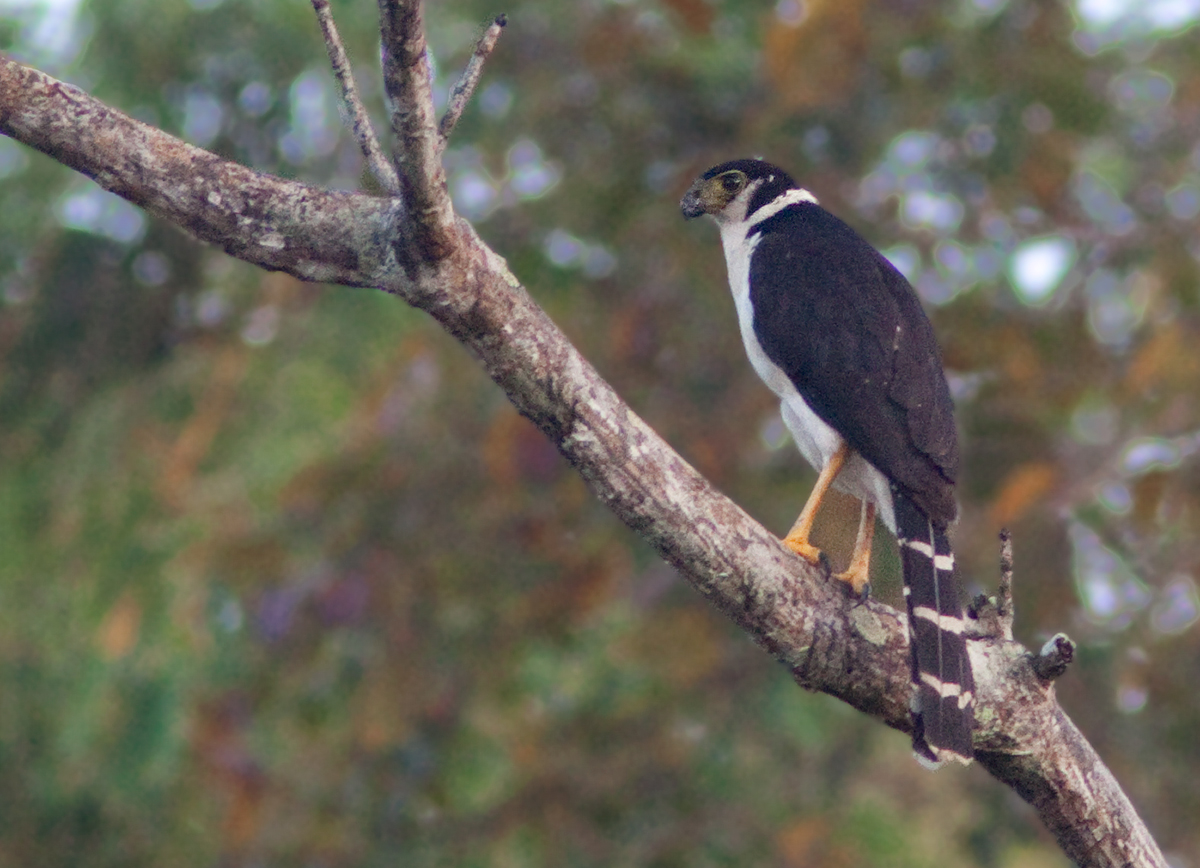 Carnifex  collier - Micrastur semitorquatus - Collared Forest-Falcon