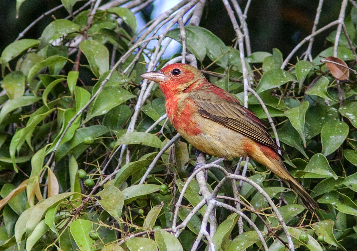 Piranga vermillon - Piranga rubra - Summer Tanager