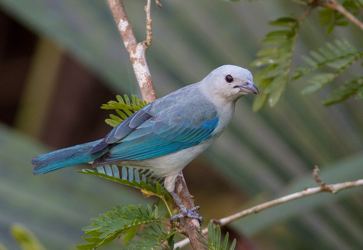 Tangara vque - Thraupis episcopus - Blue-grey Tanager