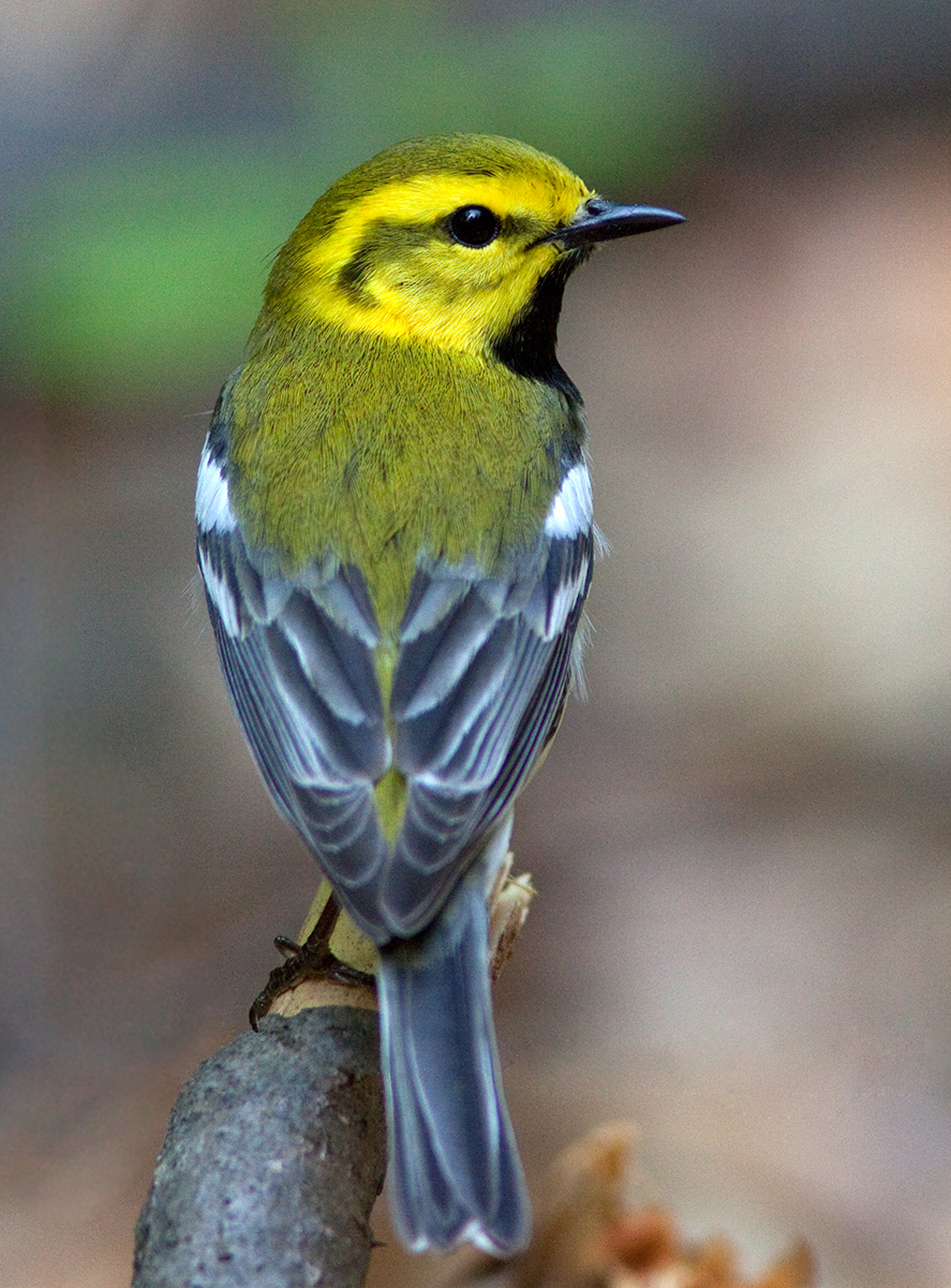 Paruline  gorge noire / Setophaga virens / Black-throated Green Warbler