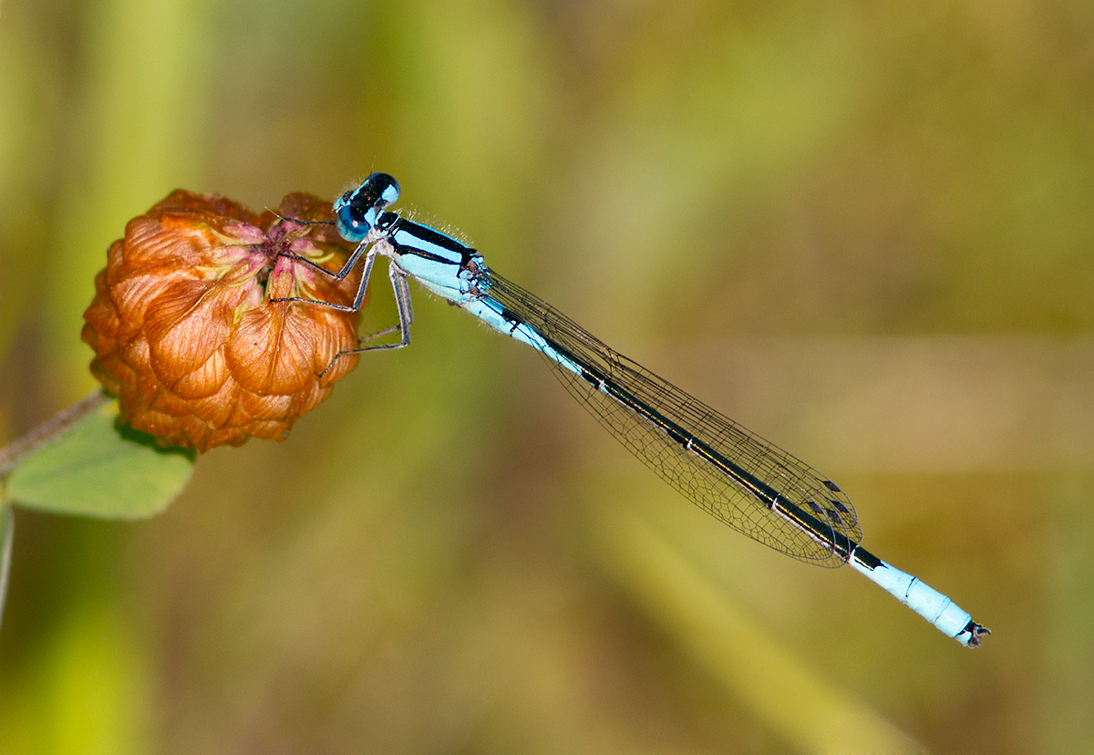 lagrion saupoudr / Enallagma aspersum (Hagen, 1861) / azure bluet