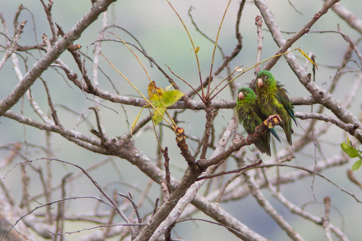 Toui à menton dor / Brotogeris jugularis / Orange-chinned Parakeet