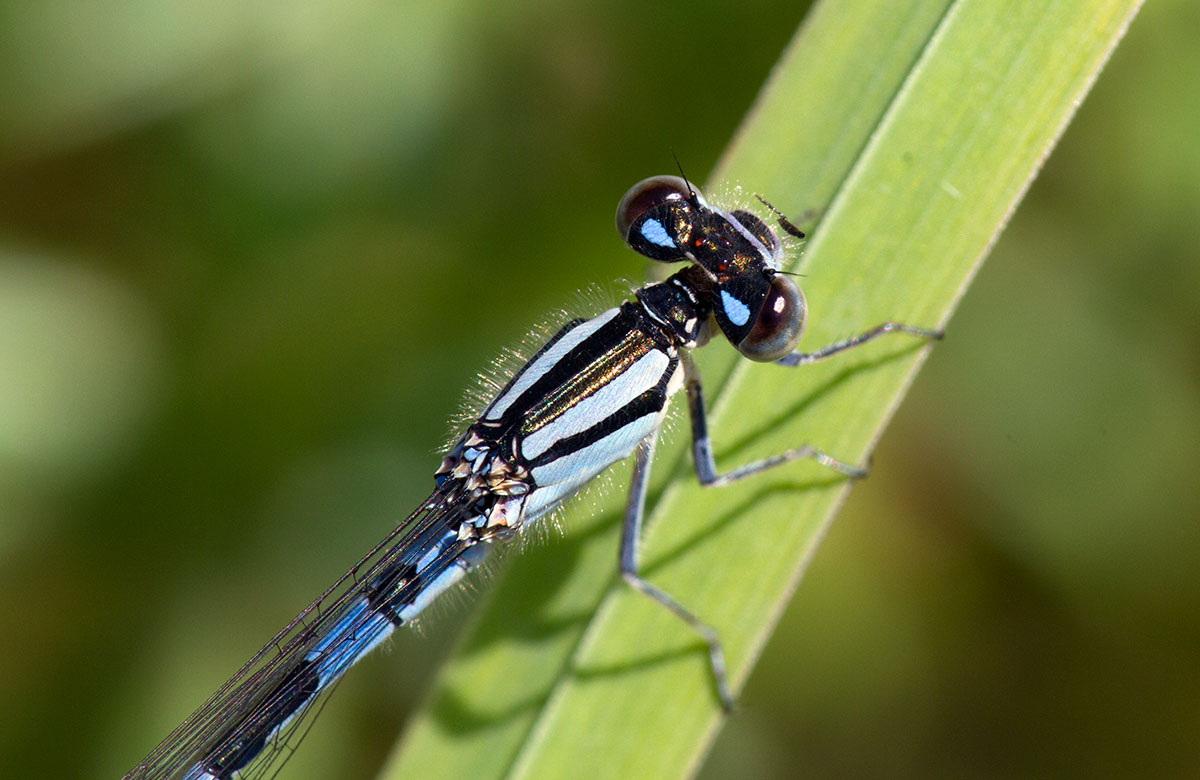 lagrion des scirpes / Enallagma carunculatum / tule bluet