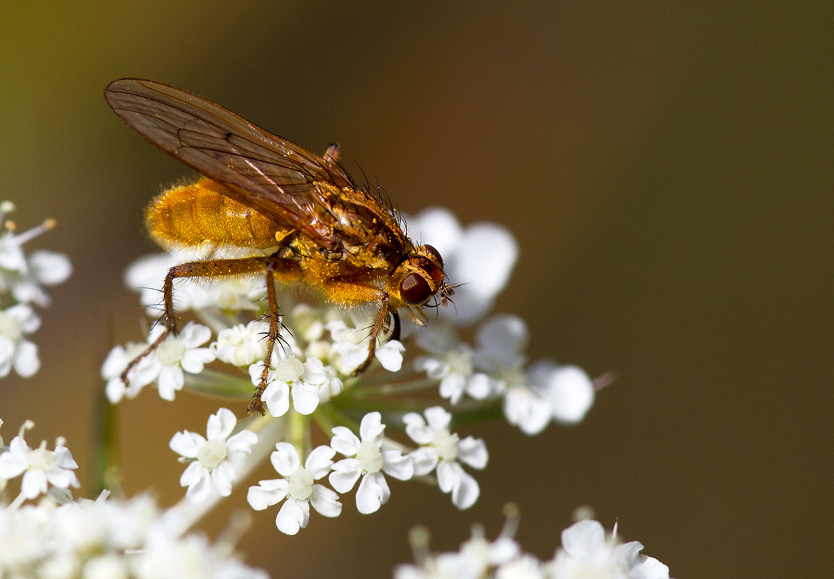 Scatophage du fumier / Scathophaga stercoraria / Golden Dung Fly