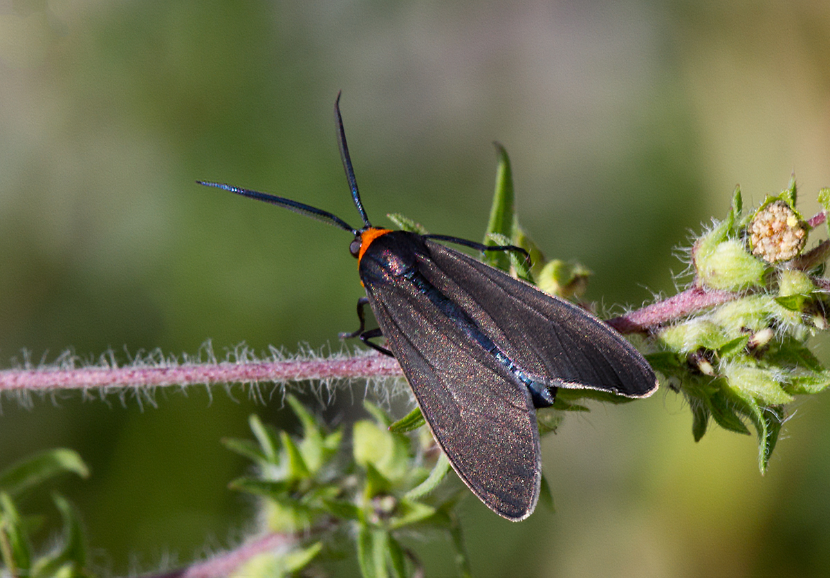 Ctnuche de Virgine / Ctenucha virginica / Virginia Ctenucha