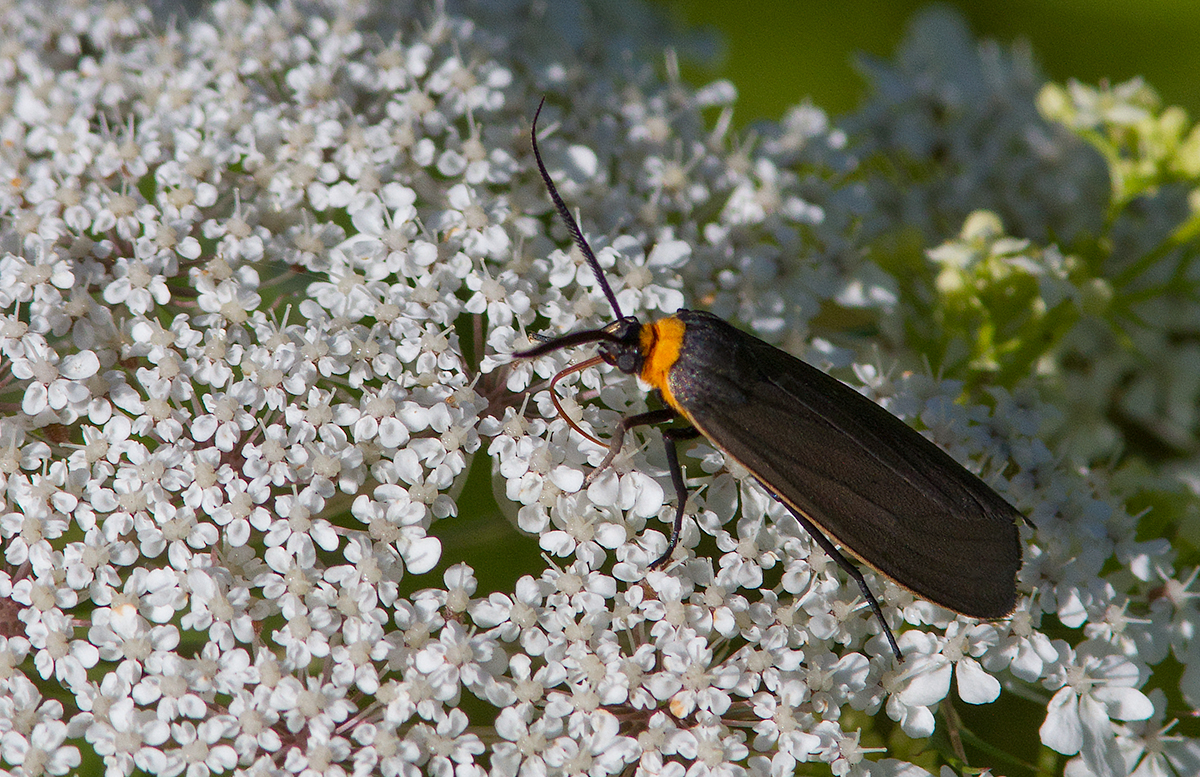 Cisseps  col orang / Cisseps fulvicollis / Yellow-collared Scape Moth