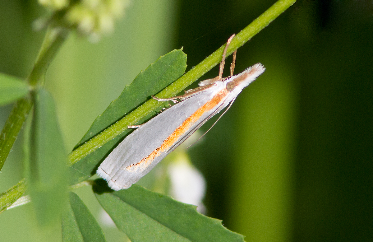 Crambus girardellus / Girards Grass-veneer