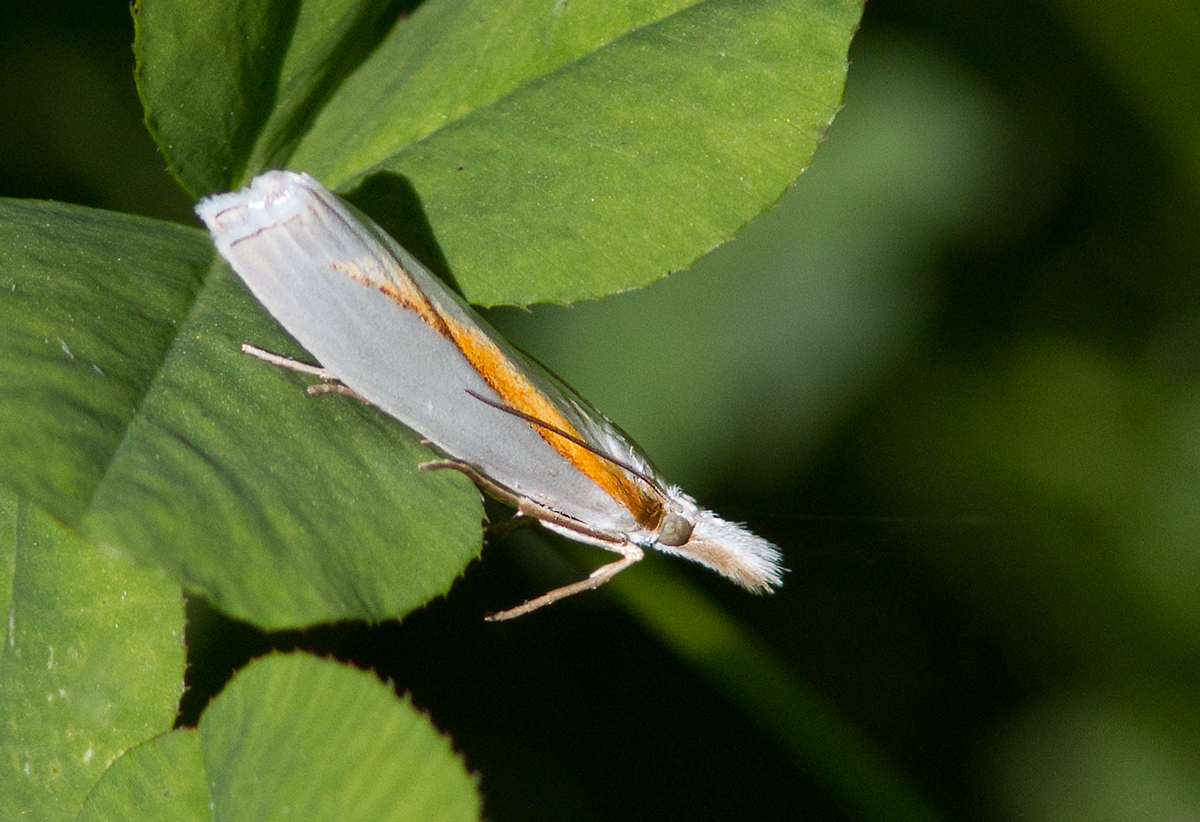 Crambus girardellus / Girards Grass-veneer