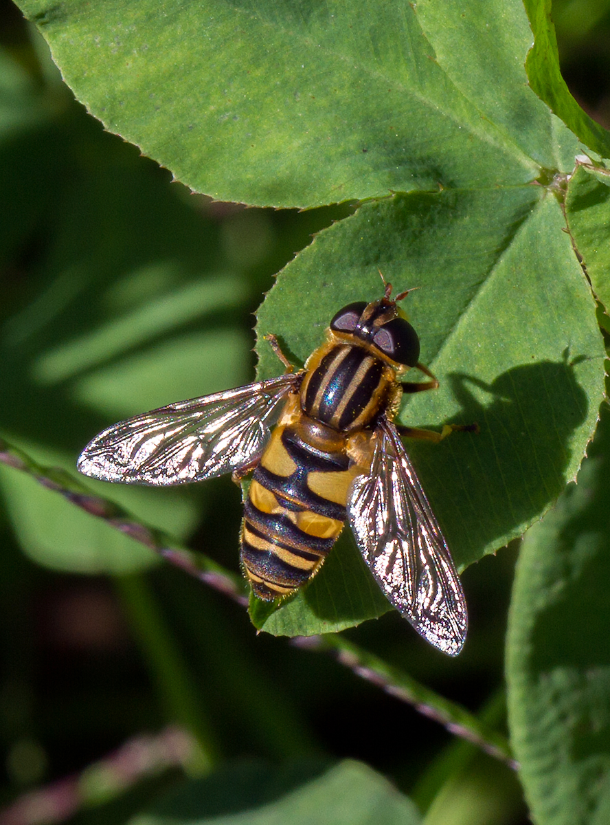 Helophilus fasciatus