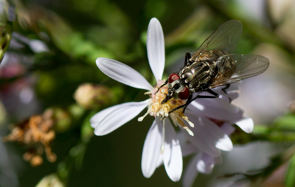 Mouche  identifier