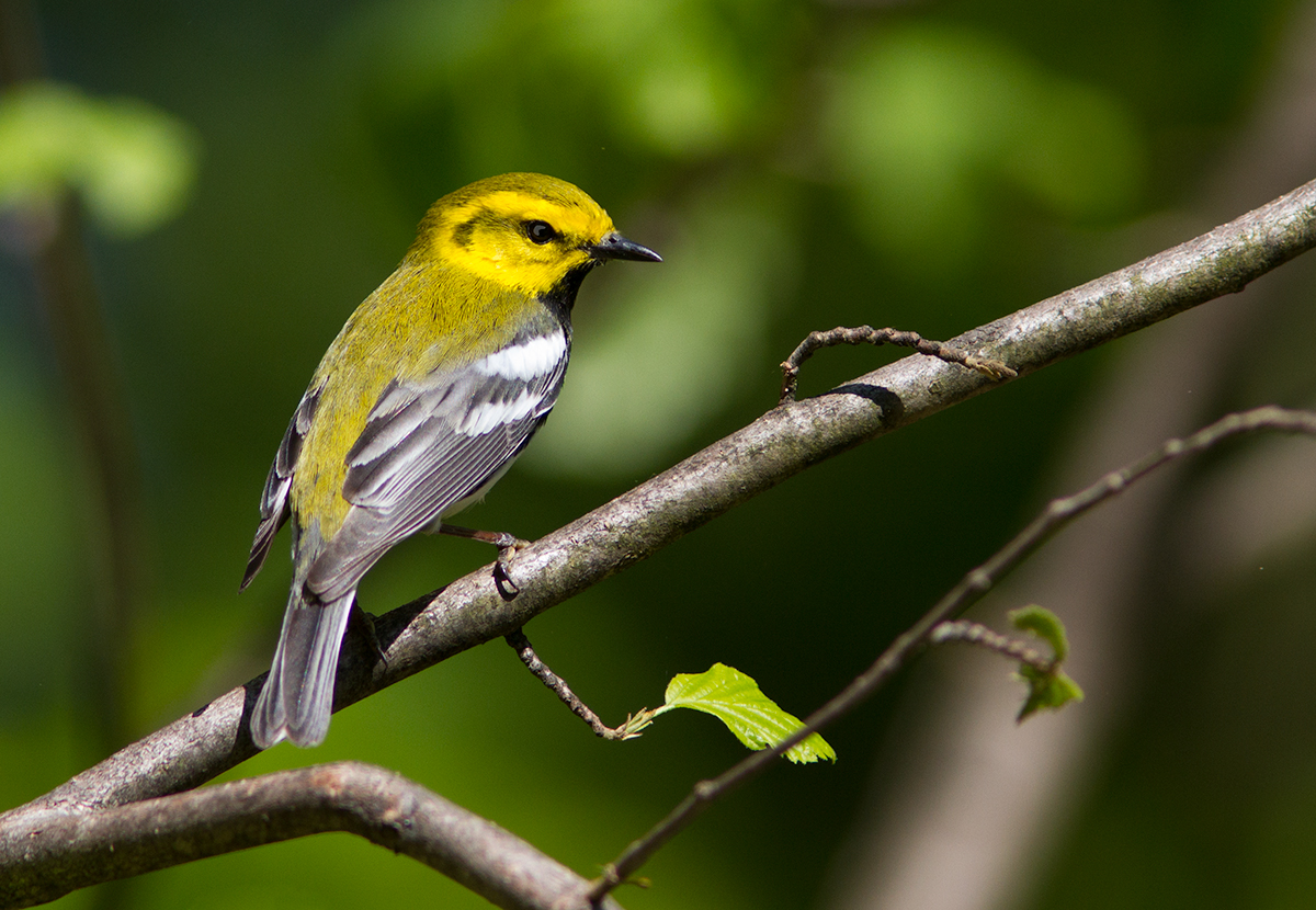 Paruline à gorge noire / Setophaga virens / 	Black-throated Green Warbler