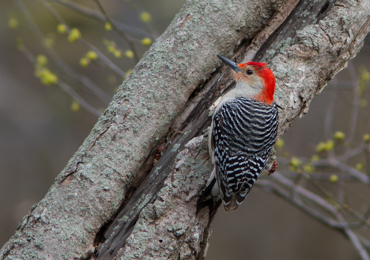 Pic à ventre roux / Melanerpes carolinus / Red-bellied Woodpecker