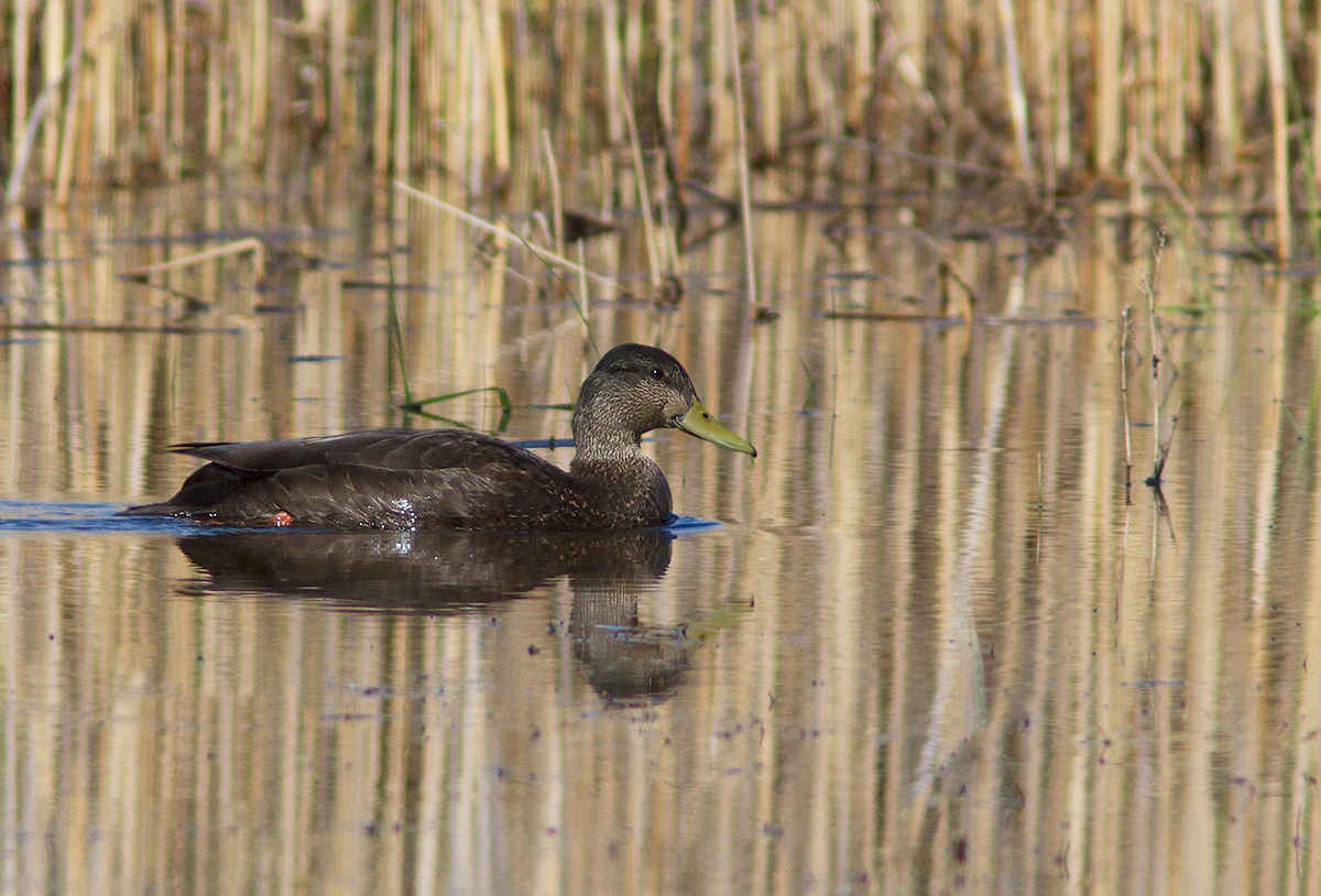 Canard noir / Anas rubripes / American black duck