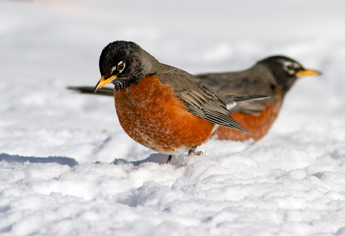 Merle dAmrique / Turdus migratorius / American Robin