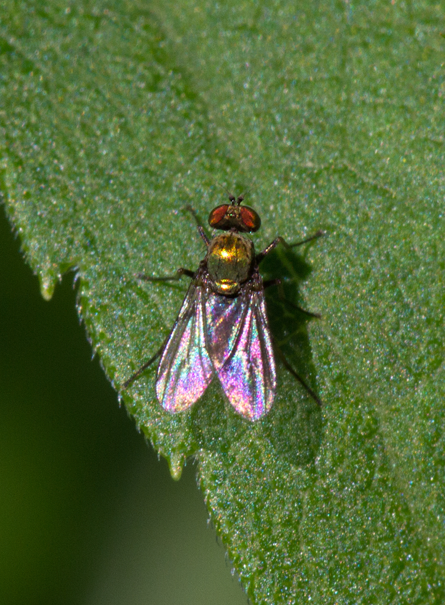 Chrysotus sp.