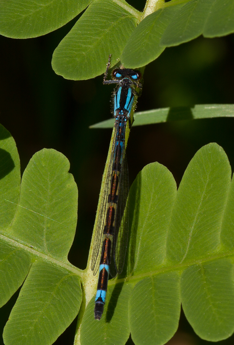 lagrion porte-coupes dAmrique / 	Enallagma annexum / northern bluet -  confirmer 3