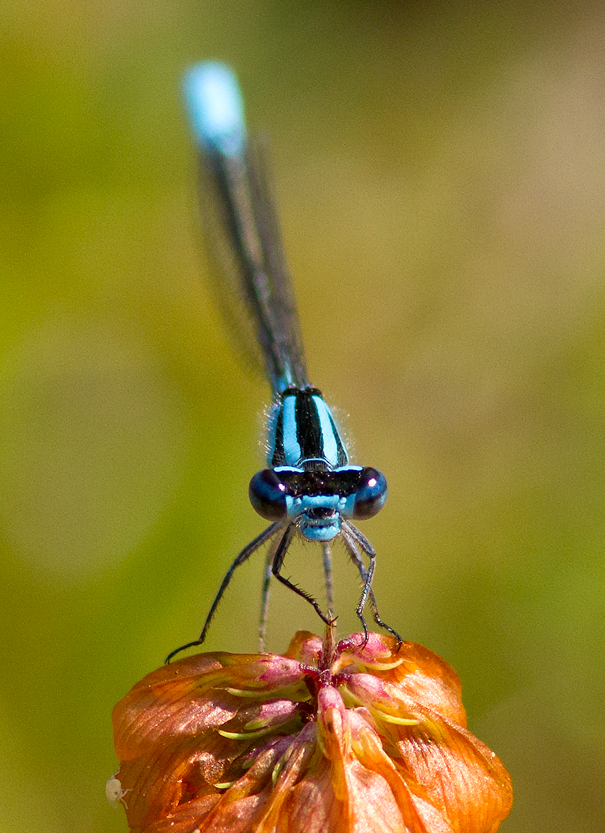 lagrion saupoudr / Enallagma aspersum (Hagen, 1861) / azure bluet