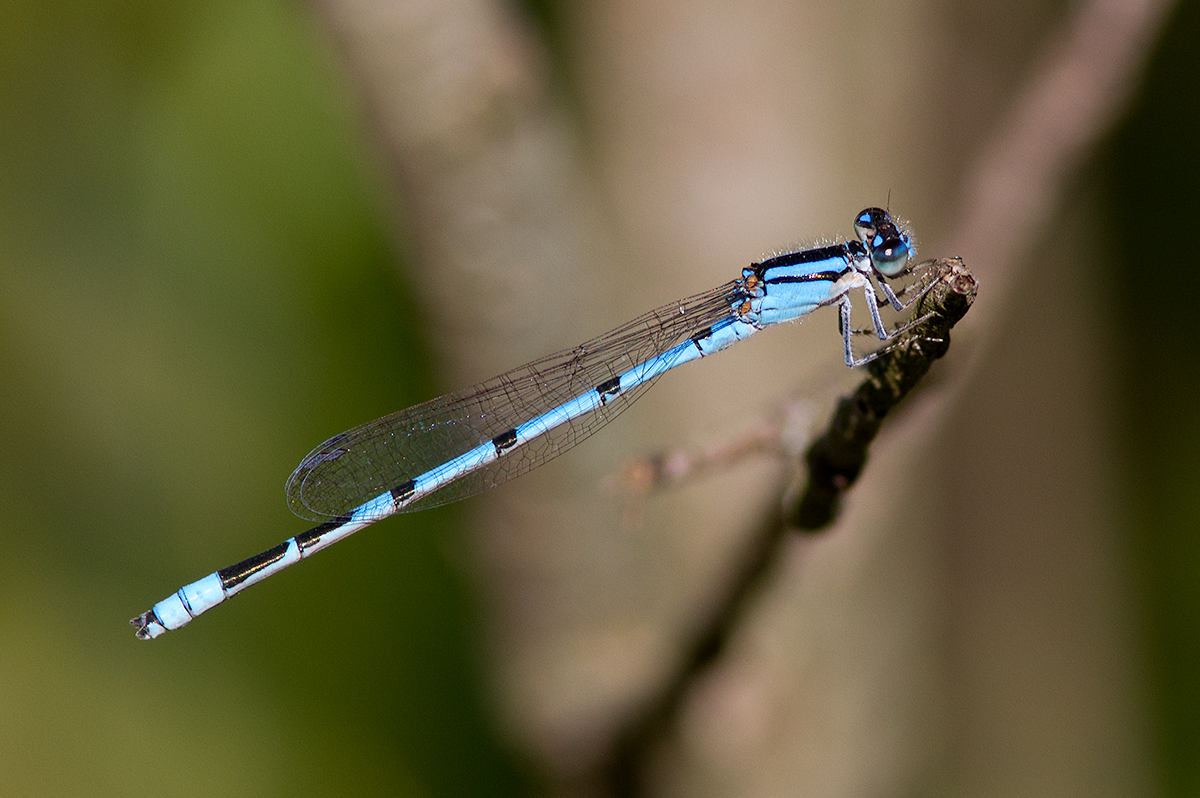 lagrion civil / Enallagma civile / Familiar bluet