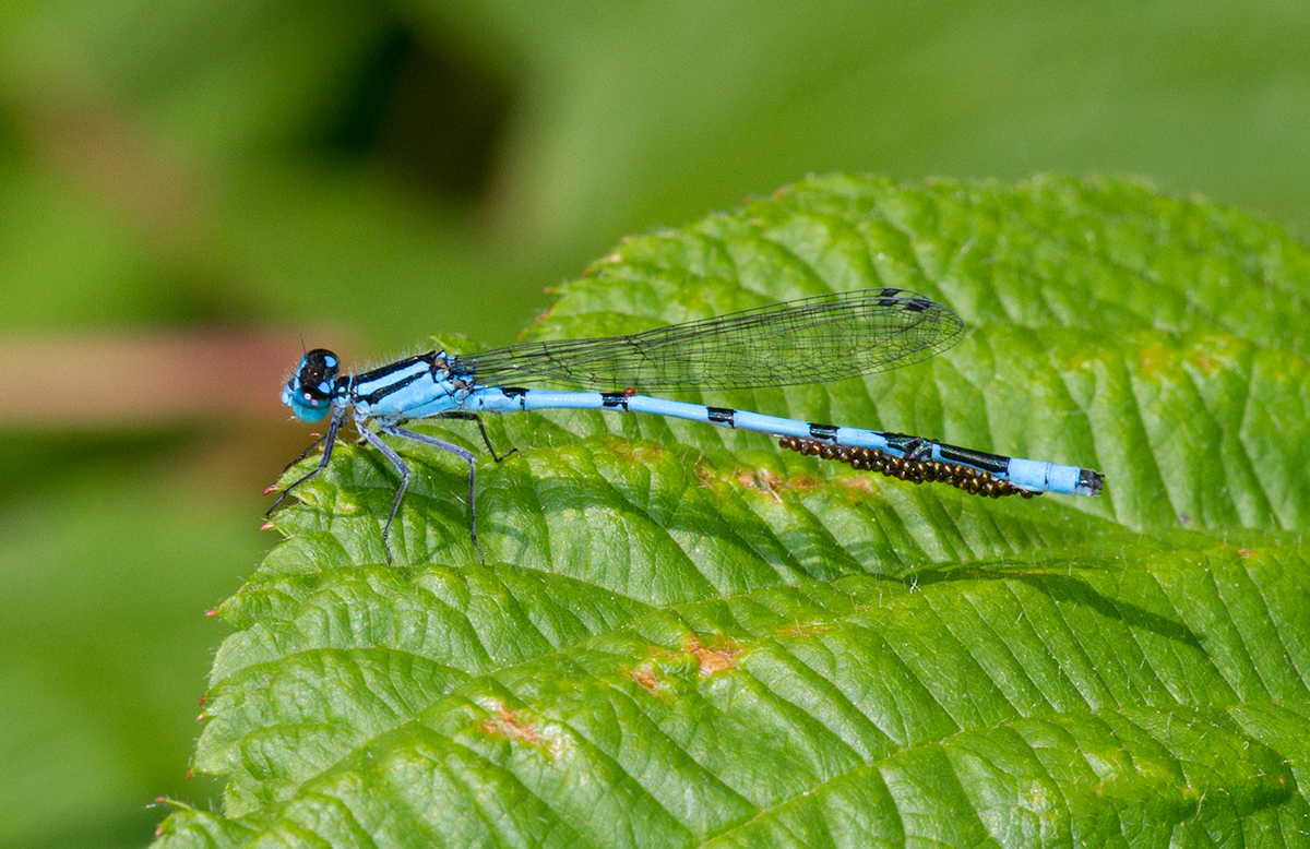 lagrion enivr / Enallagma ebrium / marsh bluet