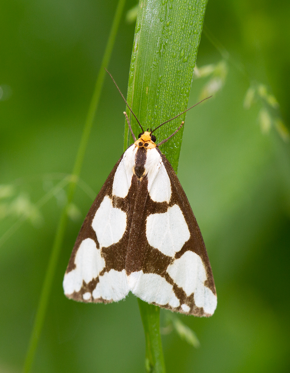 Arctiide de Leconte / Haploa lecontei / Lecontes Haploa