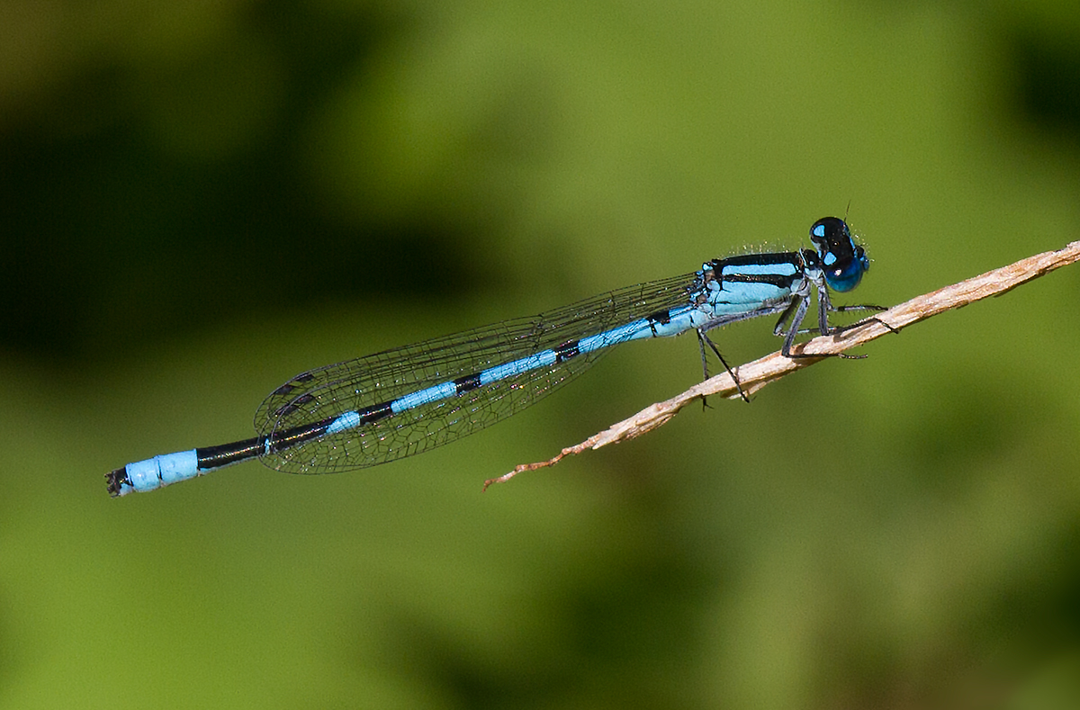 Enallagma sp.