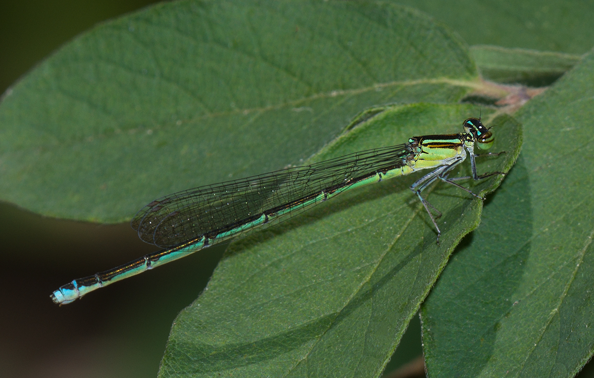 lagrion exil / Enallagma exsulans / stream bluet