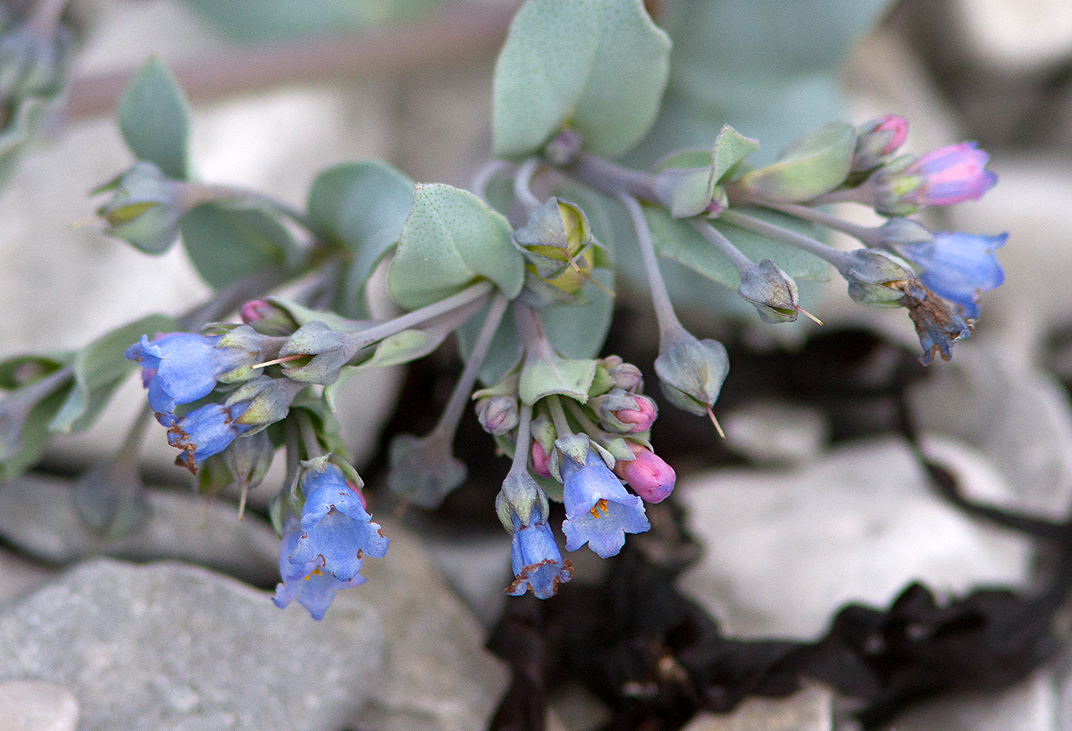 Mertensie maritime / Mertensia maritima / Oysterleaf