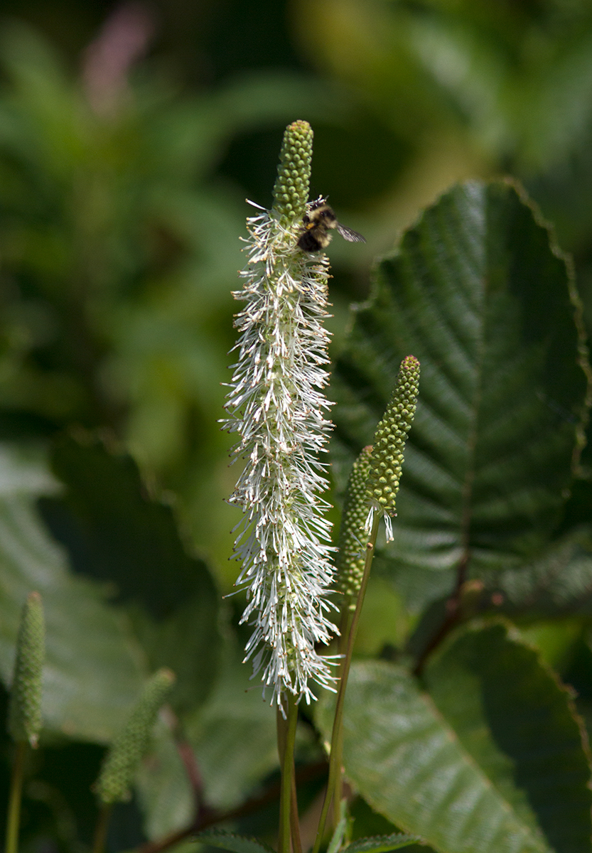  Sanguisorbe du Canada / Sanguisorba canadensis / American great burnet