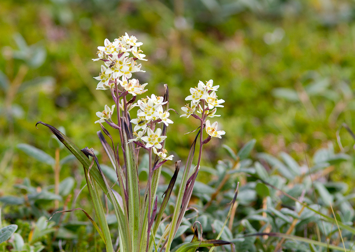 Zigadne glauque / Zigadenus glaucus / Mountain deathcamas