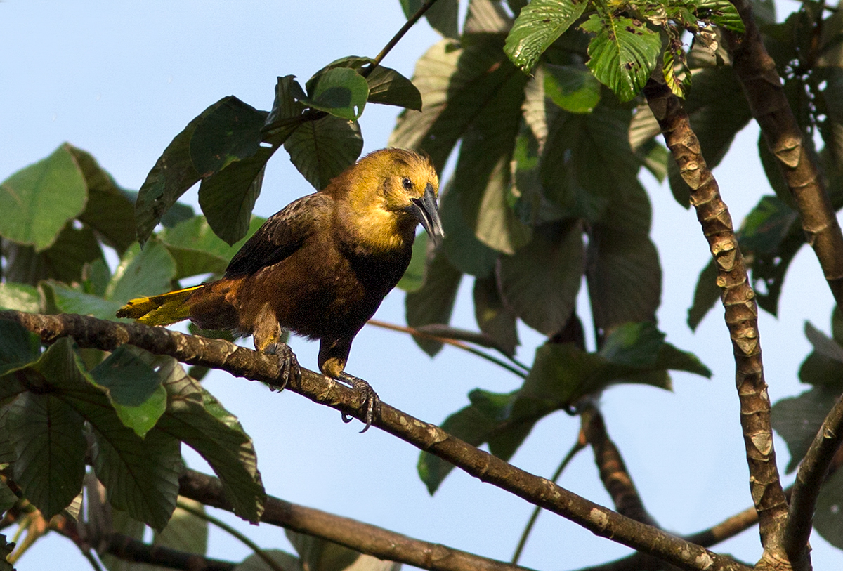 Cassique rousstre - Psarocolius angustifrons - Russet-backed Oropendola