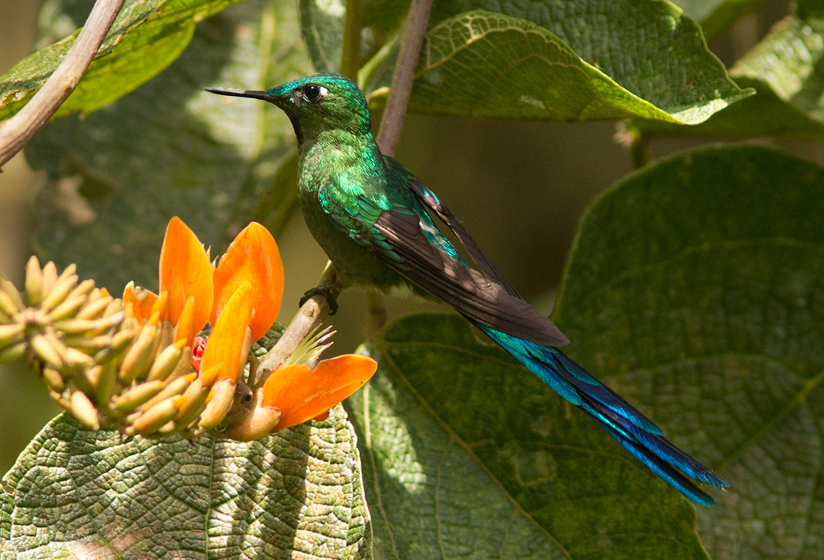 Sylphe  queue dazur - Aglaiocercus kingi - Long-tailed Sylph