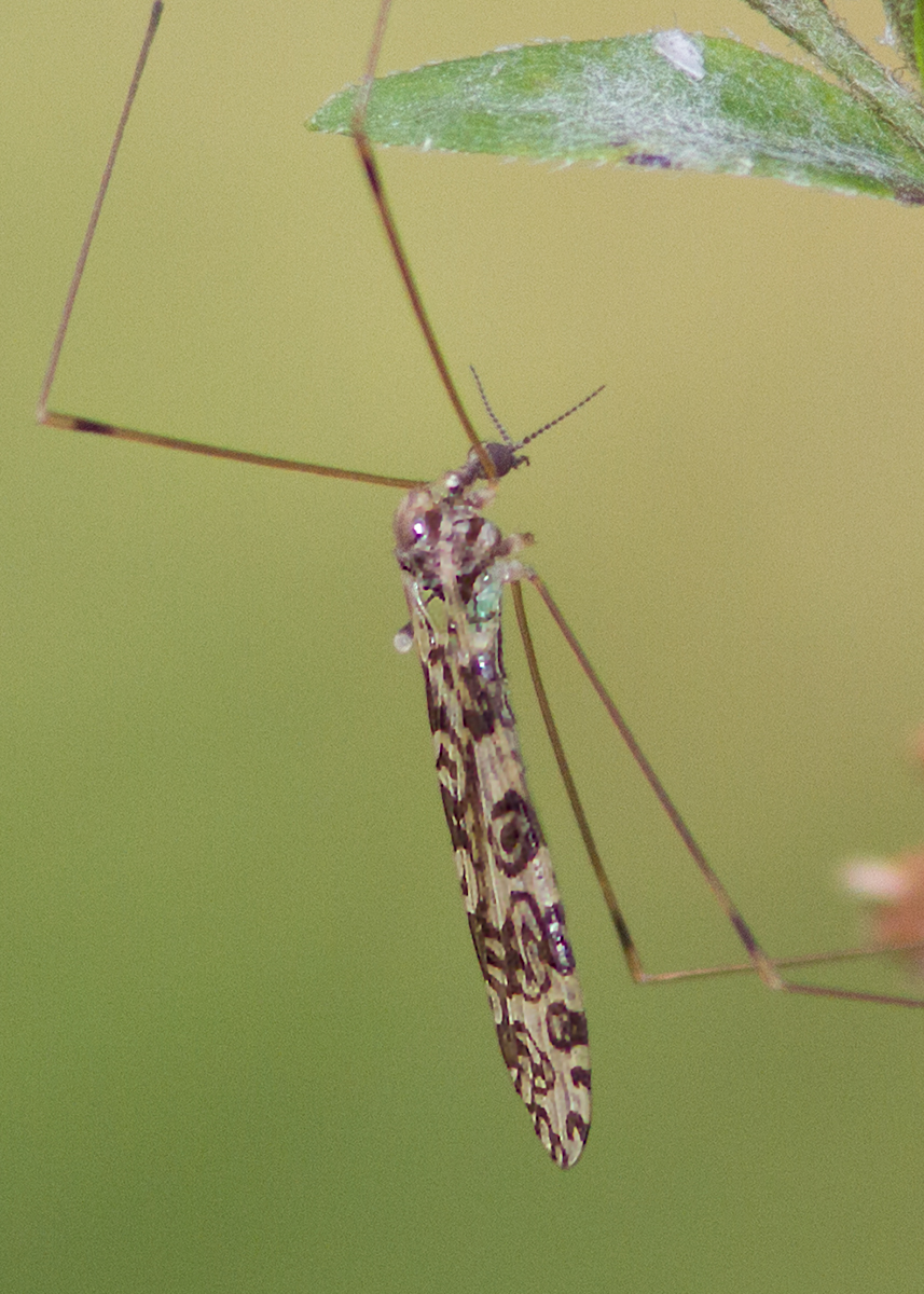 Limonia annulata 