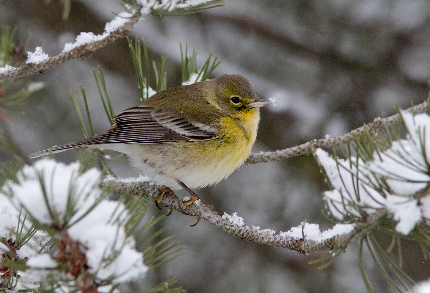 Paruline des pins / Setophaga pinus / Pine Warbler