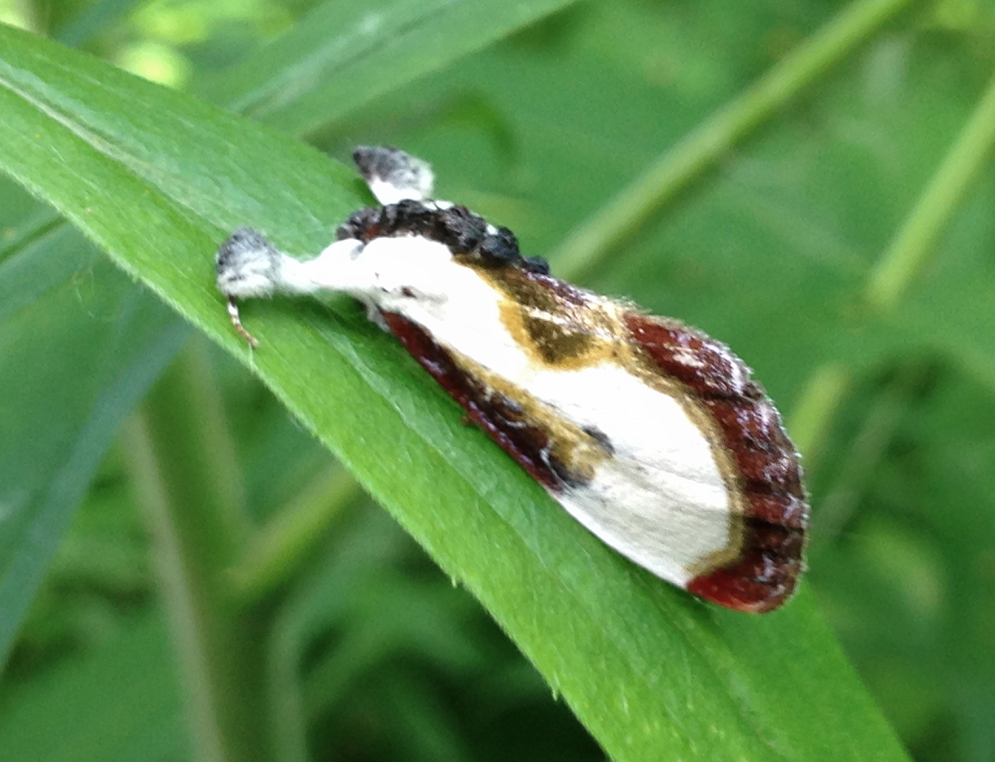 Belle nymphe des bois / Eudryas grata (Fabricius) / Beautiful wood nymph