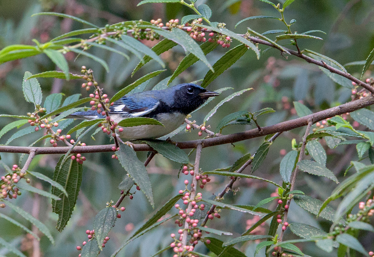 Paruline bleue - Black-throated Blue Warbler